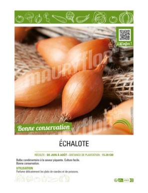 ÉCHALOTE