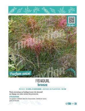 FENOUIL BRONZE