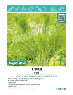 FENOUIL VERT