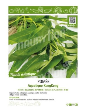 IPOMEE AQUATIQUE KANGKONG