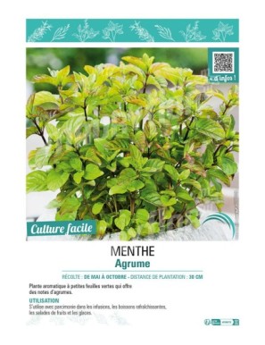 MENTHE AGRUME