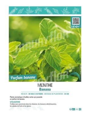 MENTHE BANANA