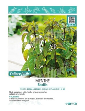 MENTHE BASILIC