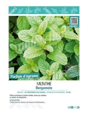 MENTHE BERGAMOTE