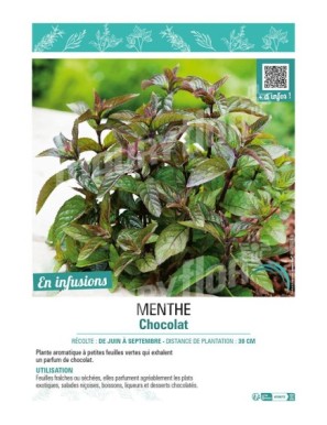 MENTHE CHOCOLAT