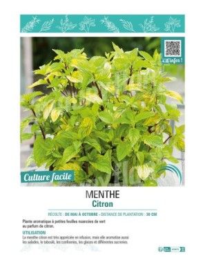 MENTHE CITRON