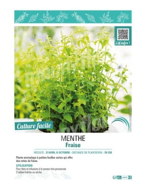 MENTHE FRAISE