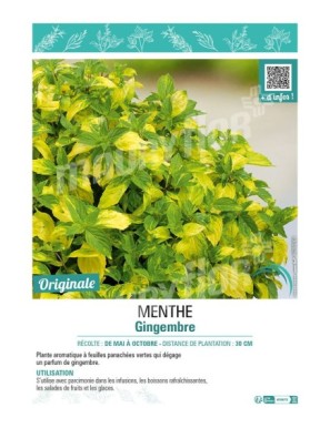 MENTHE GINGEMBRE