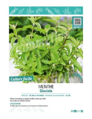 MENTHE GLACIALE