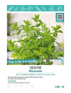 MENTHE MAROCAINE