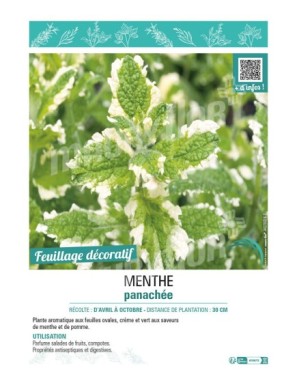 MENTHE PANACHÉE