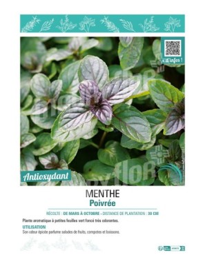 MENTHE POIVRÉE