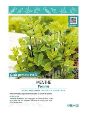 MENTHE POMME