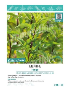 MENTHE ROUGE