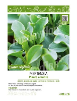 MERTENSIA PLANTE À HUÎTRE