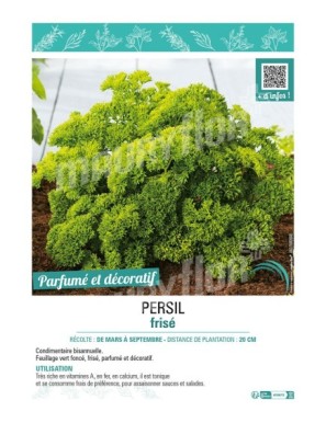 PERSIL FRISE