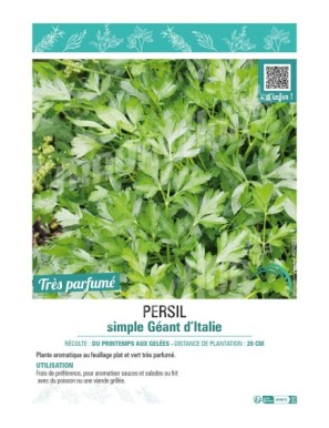 PERSIL SIMPLE GÉANT D'ITALIE