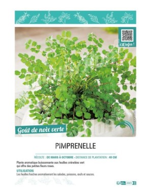 PIMPRENELLE