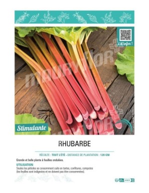 RHUBARBE