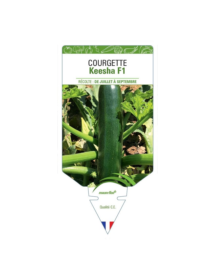 COURGETTE KEESHA F1