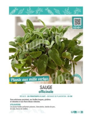 SAUGE OFFICINALE