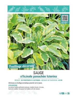 SAUGE OFFICINALE PANACHÉE ICTERINA