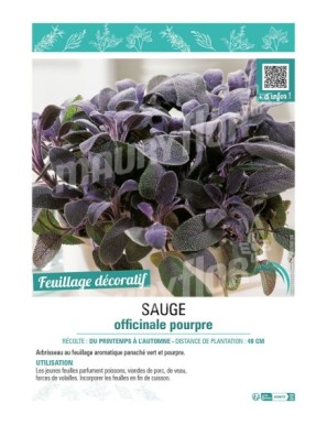 SAUGE OFFICINALE POURPRE