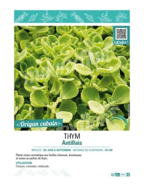 THYM ANTILLAIS