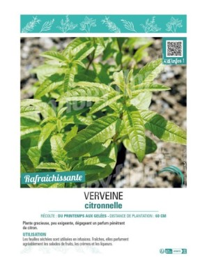 VERVEINE CITRONNELLE