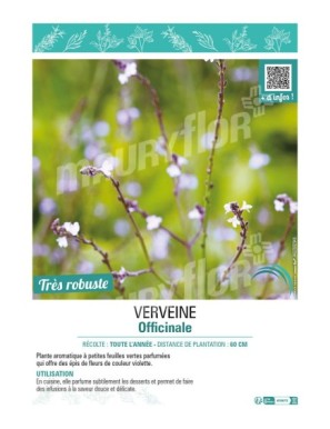 VERVEINE OFFICINALE