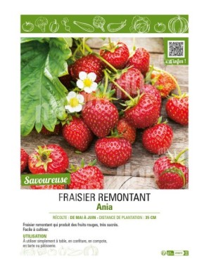 FRAISIER ANIA