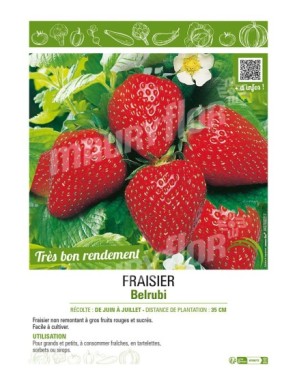 FRAISIER BELRUBI