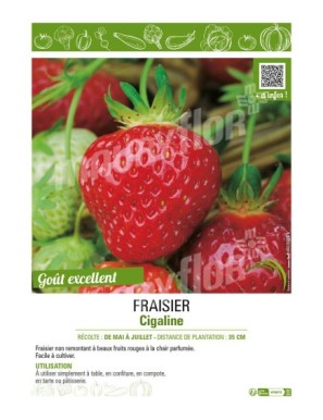 FRAISIER CIGALINE