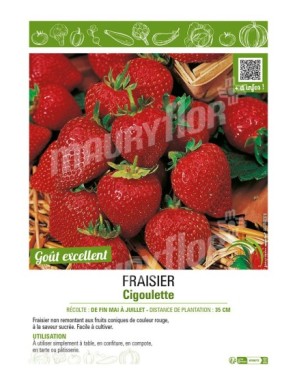 FRAISIER CIGOULETTE