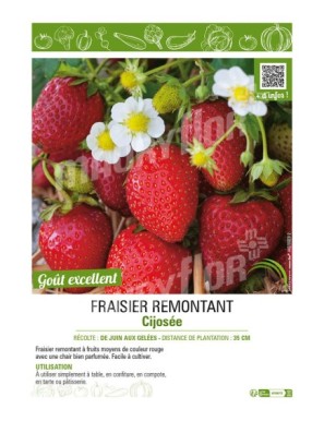 FRAISIER CIJOSÉE