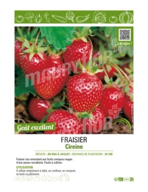 FRAISIER CIREINE