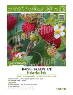 FRAISIER FRAISE DES BOIS