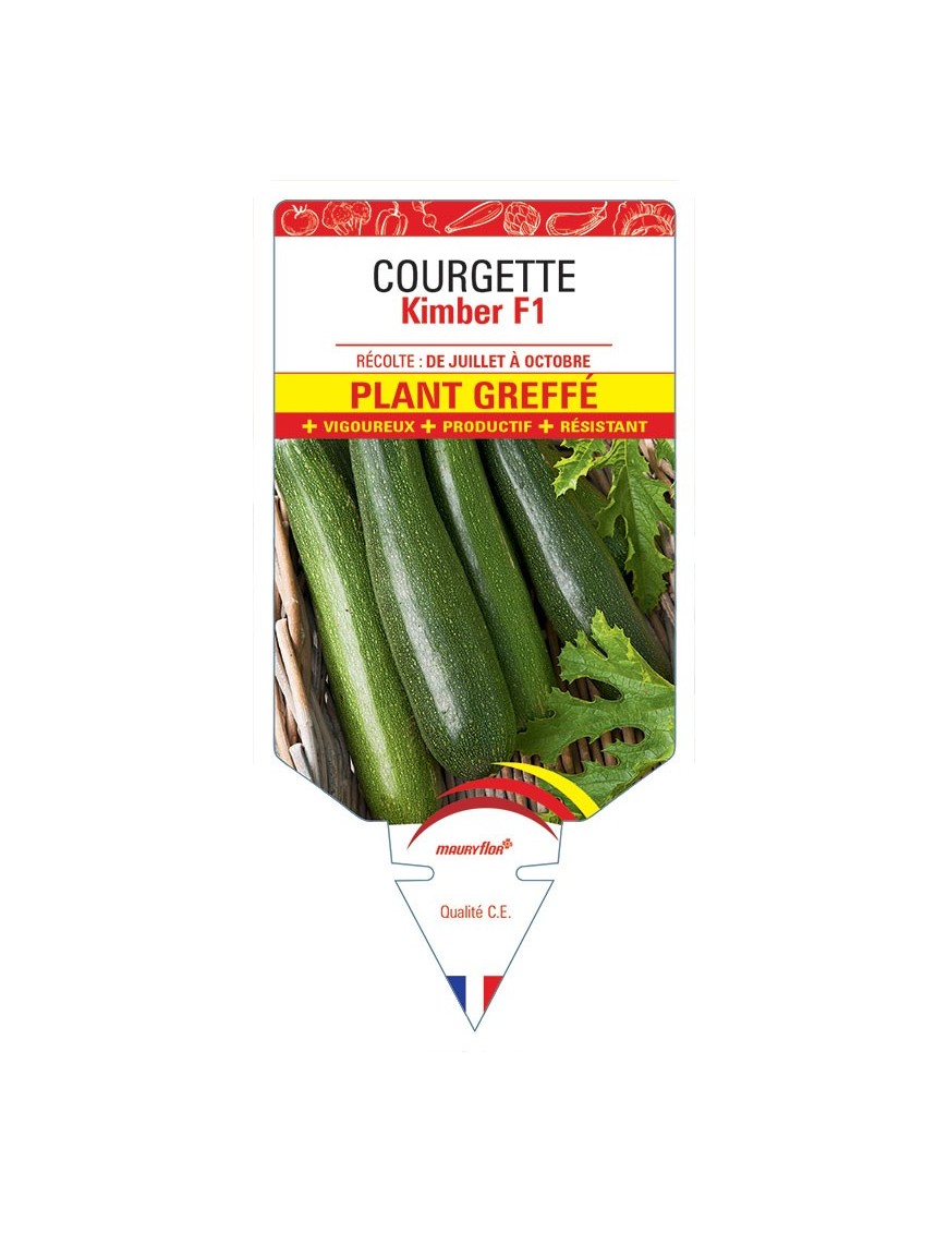 COURGETTE KIMBER F1 PLANT GREFFÉ