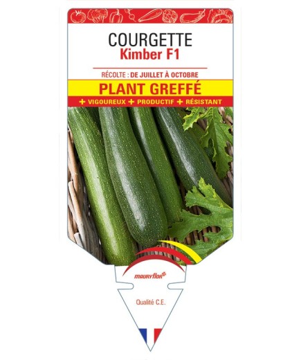 COURGETTE KIMBER F1 PLANT GREFFÉ