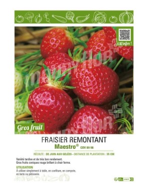 FRAISIER MAESTRO