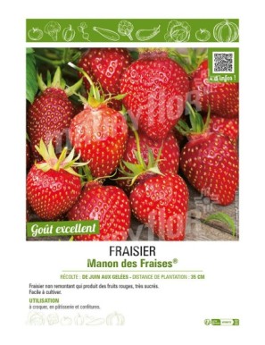 FRAISIER MANON DES FRAISES