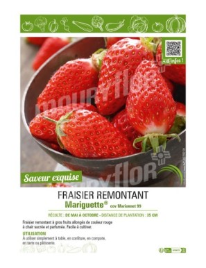 FRAISIER MARIGUETTE