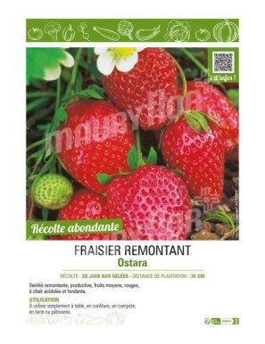 FRAISIER OSTARA