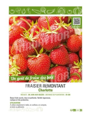 FRAISIER REMONTANT CHARLOTTE