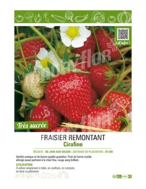 FRAISIER REMONTANT CIRAFINE