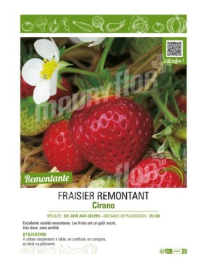 FRAISIER REMONTANT CIRANO