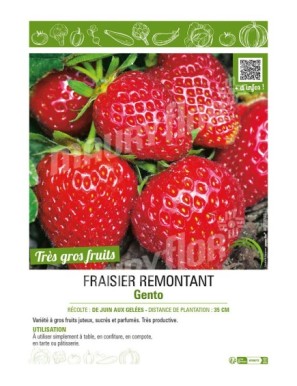 FRAISIER REMONTANT GENTO