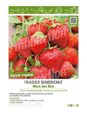 FRAISIER REMONTANT MARA DES BOIS