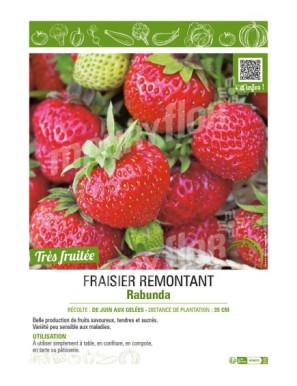 FRAISIER REMONTANT RABUNDA