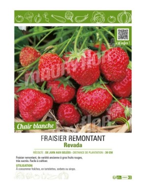 FRAISIER REVADA